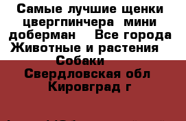 Самые лучшие щенки цвергпинчера (мини доберман) - Все города Животные и растения » Собаки   . Свердловская обл.,Кировград г.